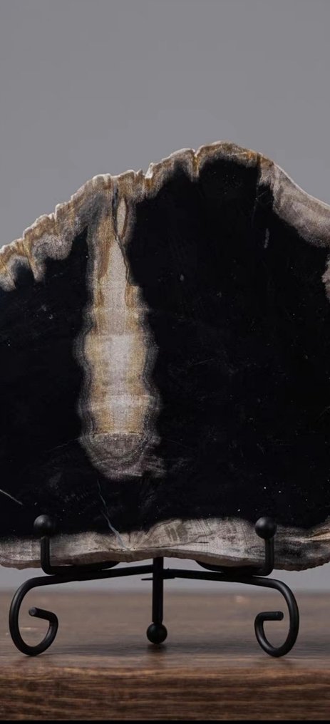 Gefossiliseerde plant - Tree fossil slice - 14 cm - 14 cm (Zonder Minimumprijs) #2.1