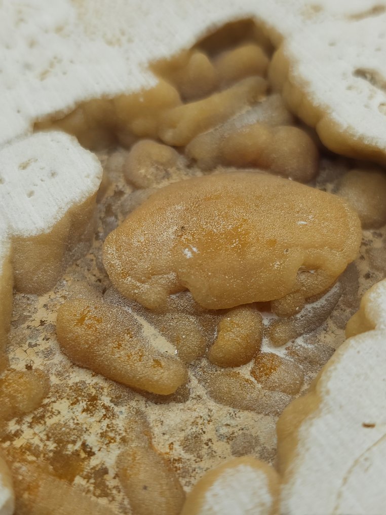 螃蟹 - 骨骼化石 - 85 mm - 80 mm  (沒有保留價) #1.0