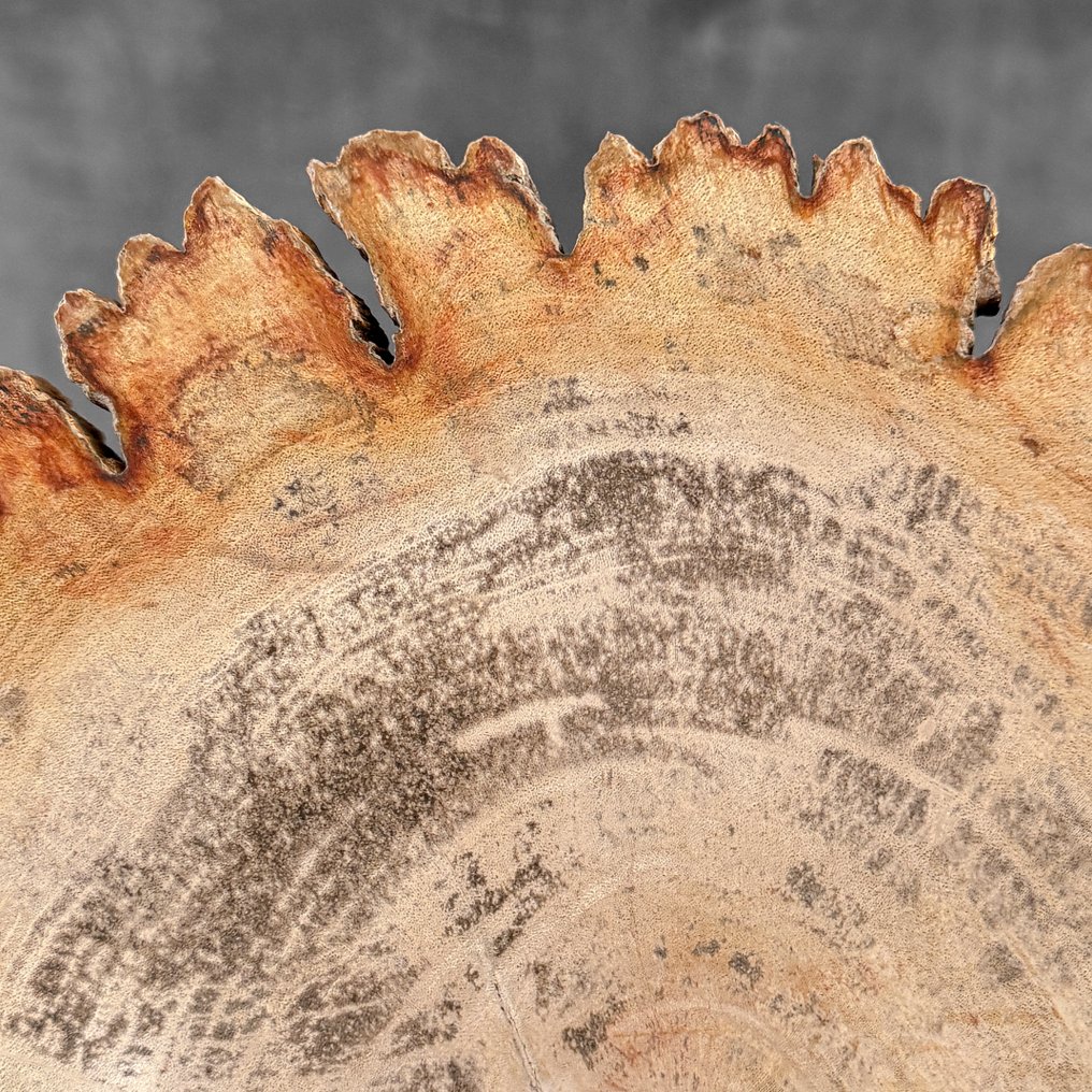 Stunning Slice of Petrified Wood on a custom stand - Fossilised wood (No Reserve Price) #4.3