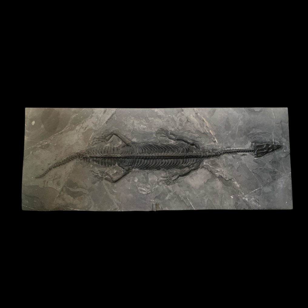 Nothosaurus - Esqueleto fóssil - Nothosaurus youngi - 151 cm - 58 cm #1.0