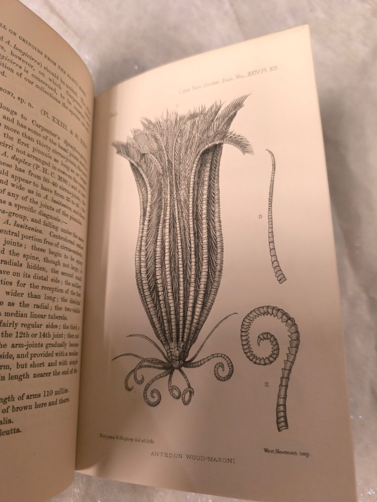 Multiples - The Journal of the Linnean Society zoology - 1890-1929 #4.3