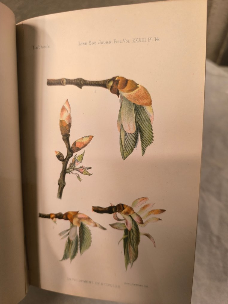 Multiples - The journal of the Linnean Society Botany - 1886-1900 #3.2