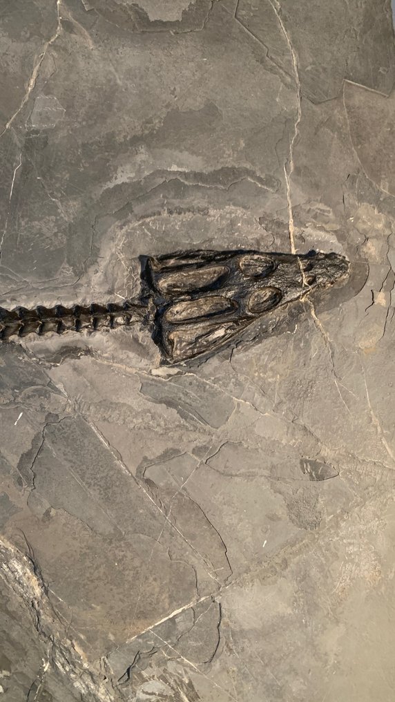 Nothosaurus - Esqueleto fóssil - Nothosaurus youngi - 151 cm - 58 cm #2.1