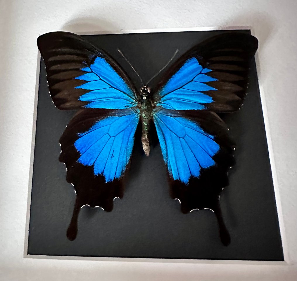 Πεταλούδα Βάση ταρίχευσης ολόκληρου σώματος - papilio Ulysses - 25 cm - 25 cm - 6 cm - Είδη που δεν ανήκουν στο CITES - 1 #3.2