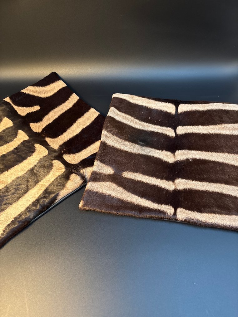 Zebra Pelle trattata per studio - Equus quagga - 40 cm - 40 cm - 1 cm - Specie non CITES - 2 #4.3