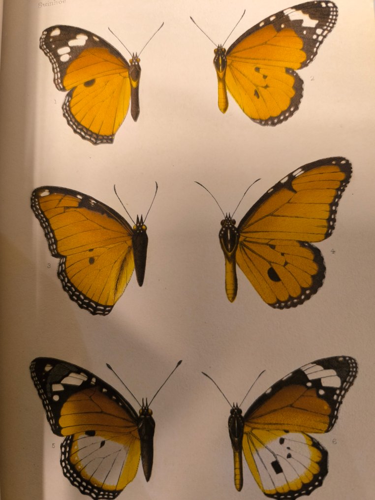 Multiples - The Journal of the Linnean Society zoology - 1890-1929 #1.0