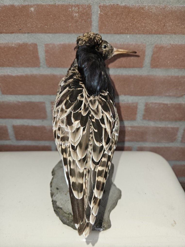 Kemphaan 动物标本剥制全身支架 - Calidris pugnax - 25 cm - 18 cm - 12 cm - Kweekvogel met gesloten vaste voetring - 1 #3.2
