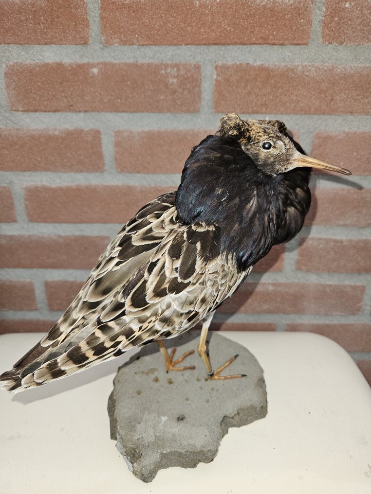 Kemphaan 动物标本剥制全身支架 - Calidris pugnax - 25 cm - 18 cm - 12 cm - Kweekvogel met gesloten vaste voetring - 1 #2.1