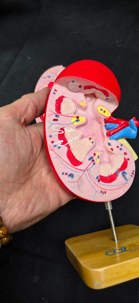 Curiosity Cabinet -Reproduction of human kidney- Homo sp. - Diorama #4.3