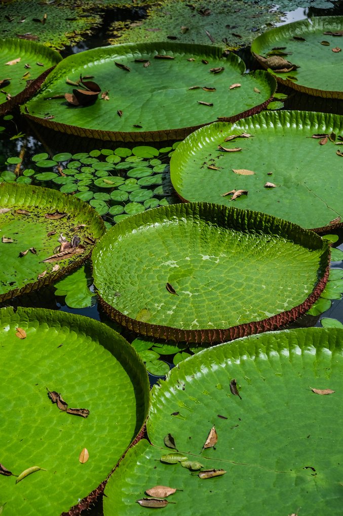 Gilliard Bressan - Victoria amazonica - XL #1.0