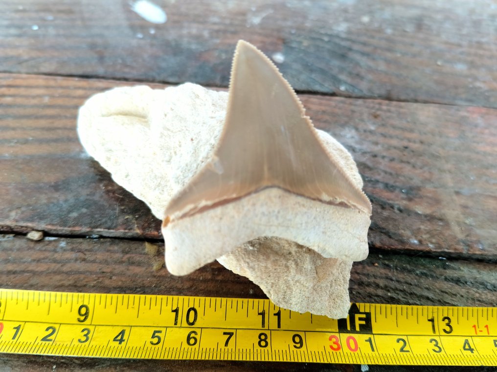 Megalodon - Fossiele tand #2.1