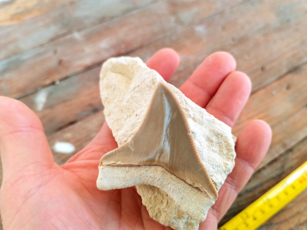 Megalodon - Fossiele tand #1.0