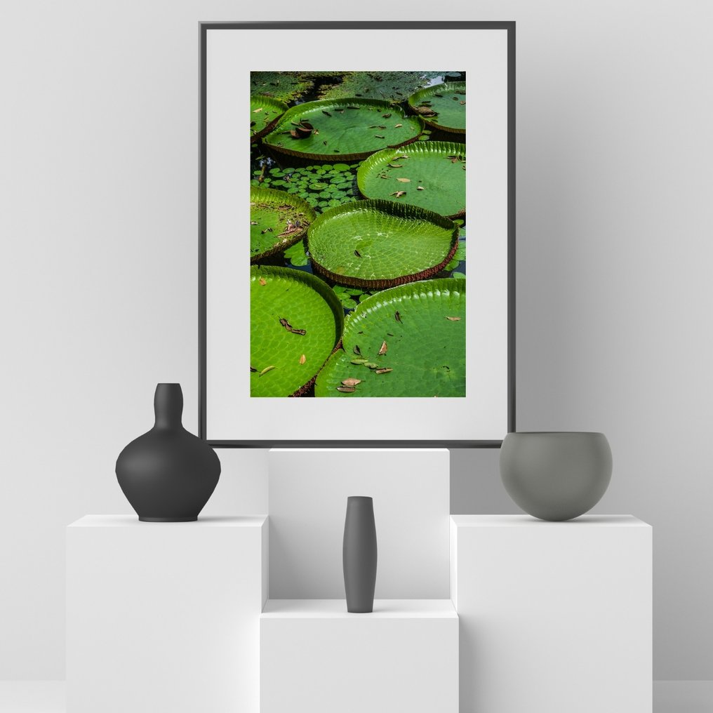 Gilliard Bressan - Victoria amazonica - XL #4.3