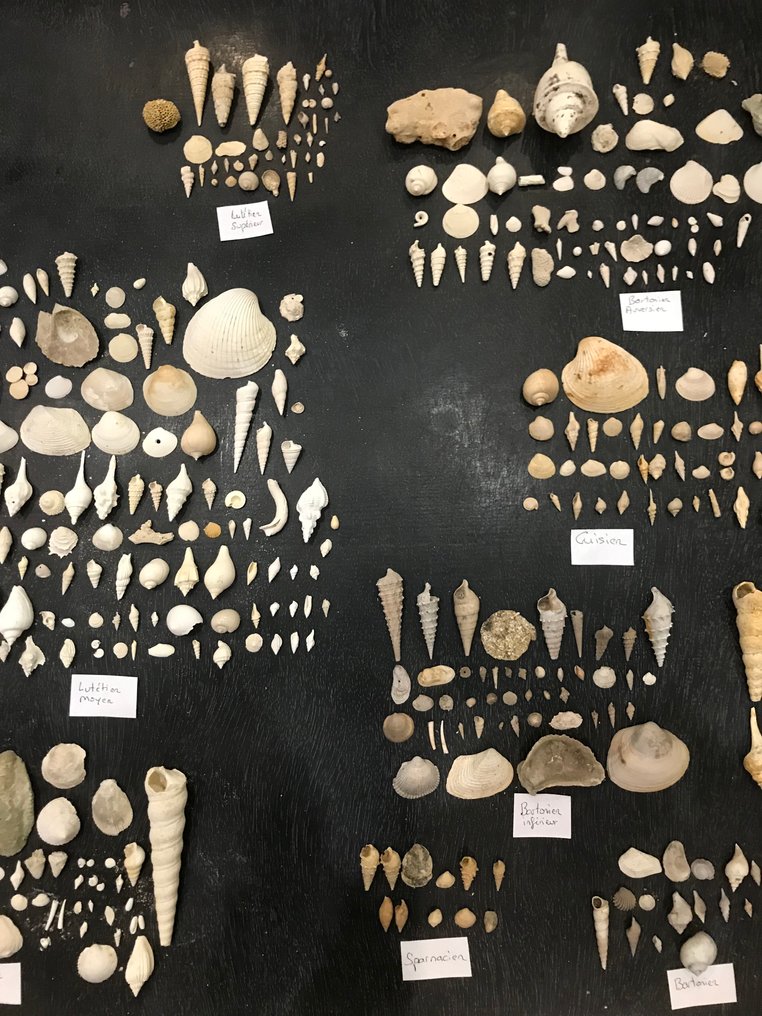Lot comprising an extensive collection of Eocene fossils from the Paris Basin (413 species) - Fossilised shell #2.1