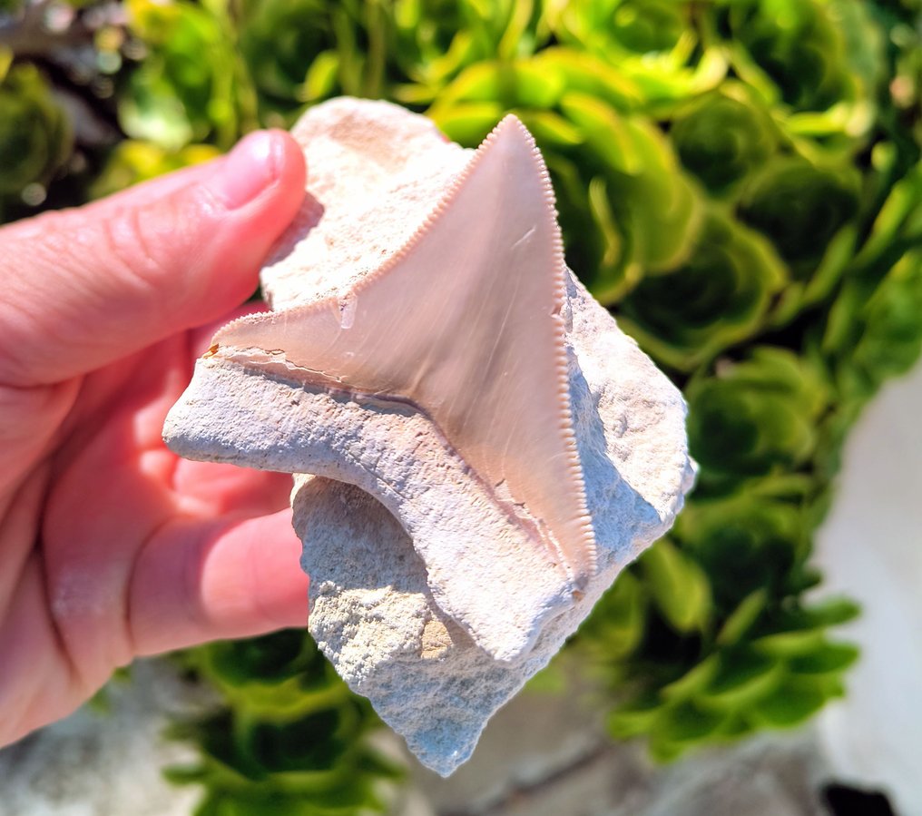 Megalodon - Fossiele tand #1.0