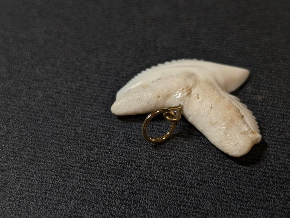 Καρχαρίας τίγρης Δόντι - Galeocerdo Cuvier - 28 mm - 27 mm - 4 mm- Είδη που δεν ανήκουν στο CITES #4.3