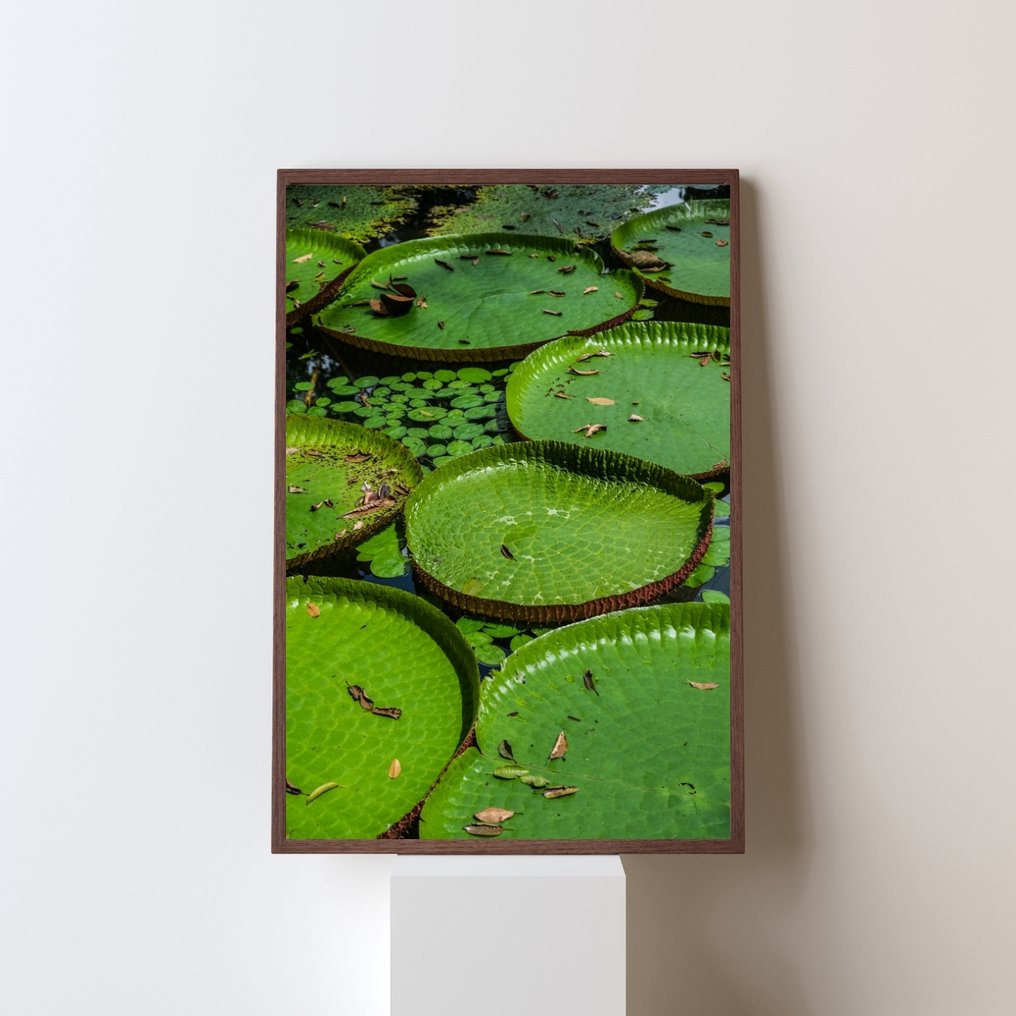 Gilliard Bressan - Victoria amazonica - XL #2.1