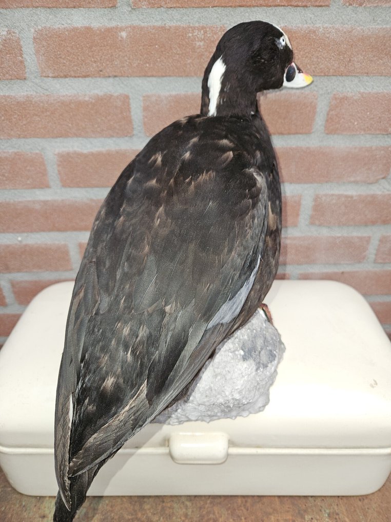 Brilzee-eend Allestimento tassidermico a corpo intero - Melanitta Perspicillata - with microchip - 30 cm - 20 cm - 40 cm - Kweekvogel met micro chip en overdracht - 1 #4.3