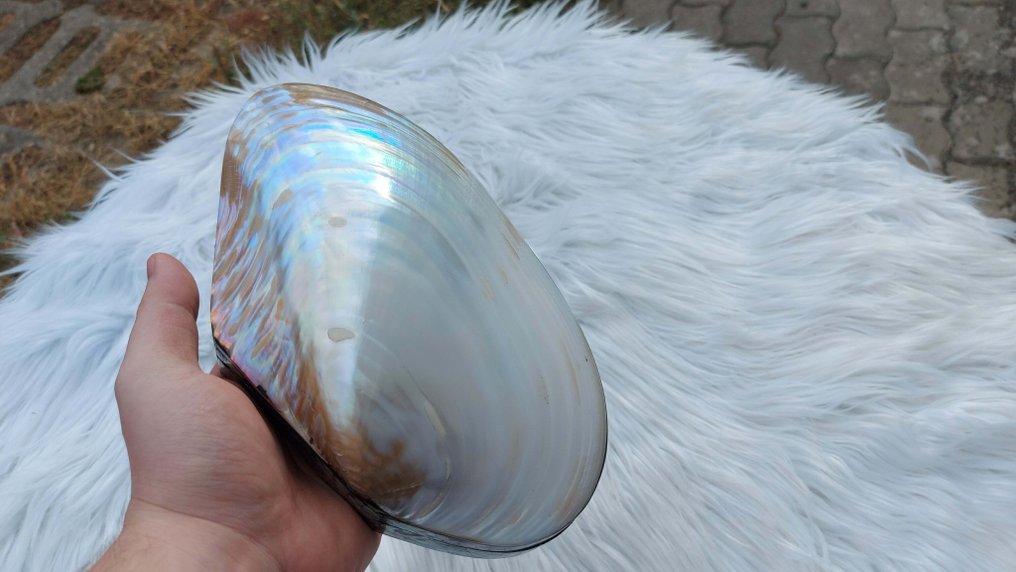 由珍珠母材料制成的优雅珠宝盒，具有彩虹色光泽。 - 高度: 6 cm - 闊度: 23 cm - 220 g - (1) #2.1