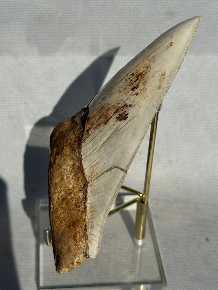 Megalodon - Fossil tooth - Carcharocles megalodon - 13.1 cm #1.0