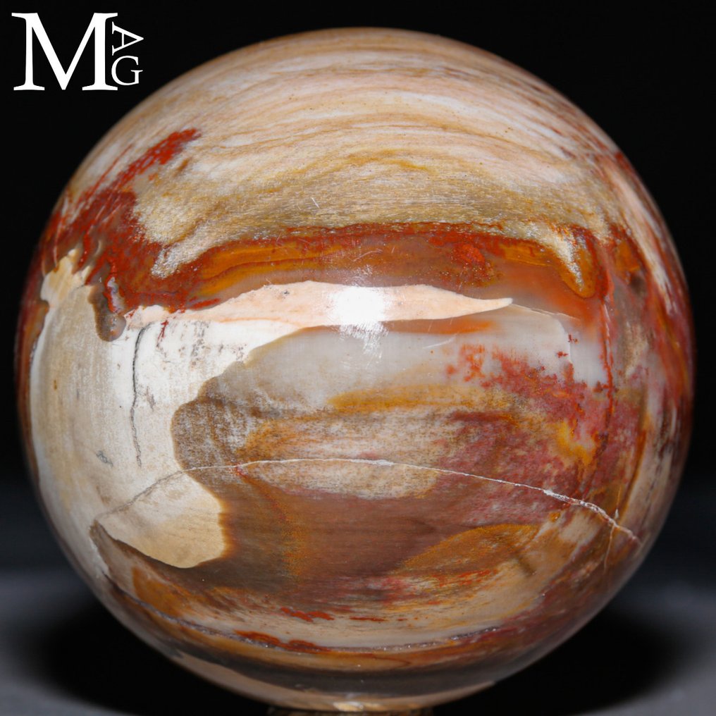 Poleret fossilt træ kugle - Topkvalitetskollektion - Fossiltræ kugle - Højde: 76 mm - Bredde: 76 mm- 630 g #1.0