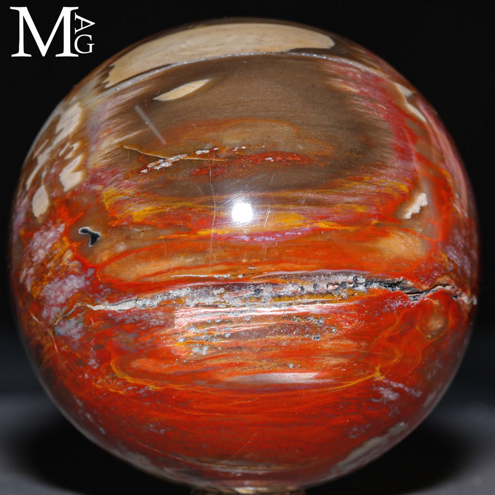 Poleret fossilt træ kugle - Topkvalitetskollektion - Fossiltræ kugle - Højde: 76 mm - Bredde: 76 mm- 630 g #2.1