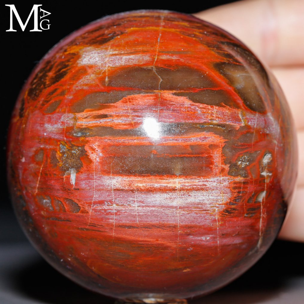 To-farvet: Halv rød - halv brun Poleret fossilt træ kugle - Topkvalitetskollektion - Fossiltræ kugle - Højde: 75 mm - Bredde: 75 mm- 598 g #4.3