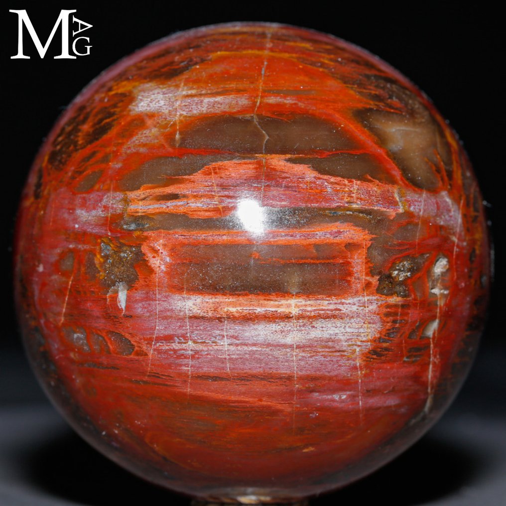 To-farvet: Halv rød - halv brun Poleret fossilt træ kugle - Topkvalitetskollektion - Fossiltræ kugle - Højde: 75 mm - Bredde: 75 mm- 598 g #1.0