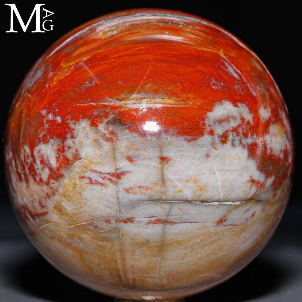 Poleret fossilt træ kugle - Topkvalitetskollektion - Fossiltræ kugle - Højde: 76 mm - Bredde: 76 mm- 630 g #1.0