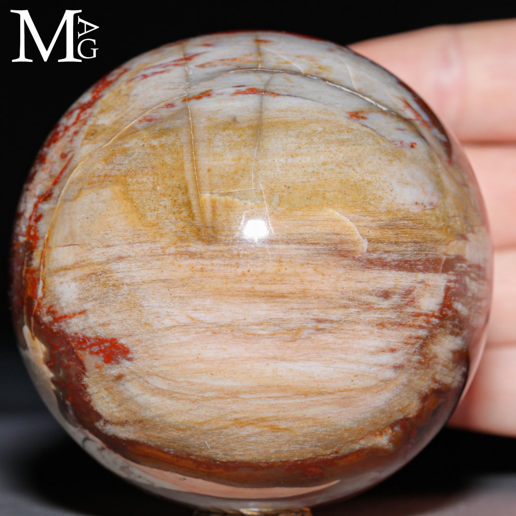 Poleret fossilt træ kugle - Topkvalitetskollektion - Fossiltræ kugle - Højde: 76 mm - Bredde: 76 mm- 630 g #4.3
