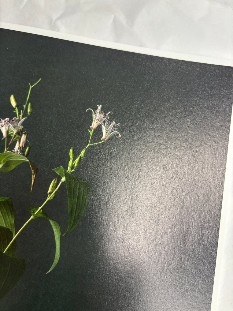 Tessa Posthuma de Boer - Orchid lily #3.2