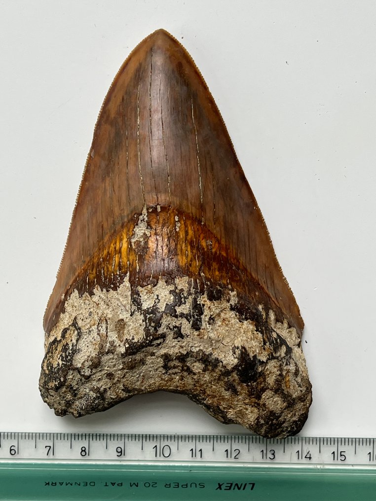 Megalodon fog 11,8 cm - Fosszilis fog - Carcharocles megalodon #4.3