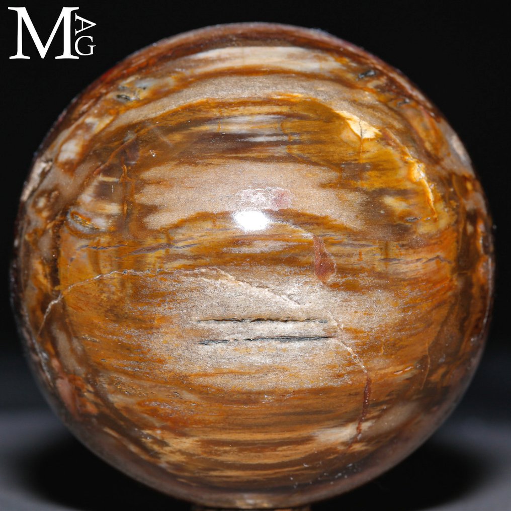To-farvet: Halv rød - halv brun Poleret fossilt træ kugle - Topkvalitetskollektion - Fossiltræ kugle - Højde: 75 mm - Bredde: 75 mm- 598 g #2.1