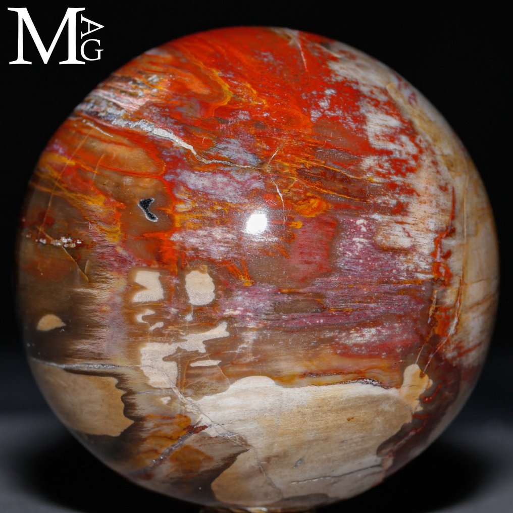 Poleret fossilt træ kugle - Topkvalitetskollektion - Fossiltræ kugle - Højde: 76 mm - Bredde: 76 mm- 630 g #3.2