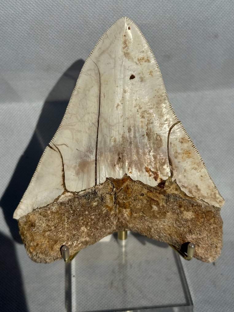 Megalodon - Fossil tooth - Carcharocles megalodon - 13.1 cm #1.0