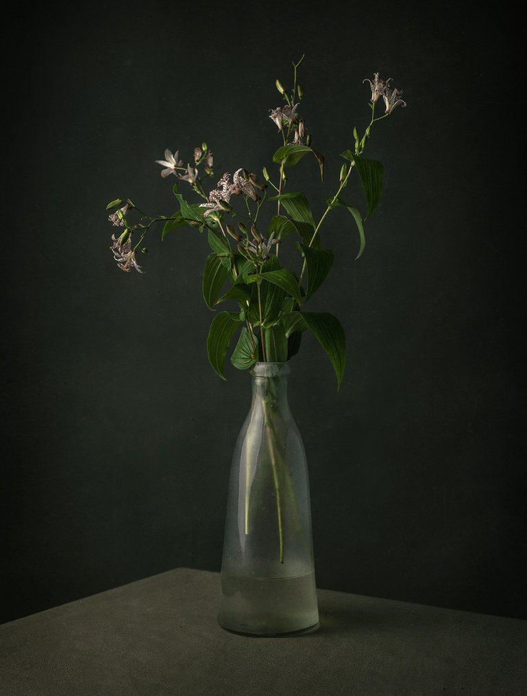 Tessa Posthuma de Boer - Orchid lily #1.0