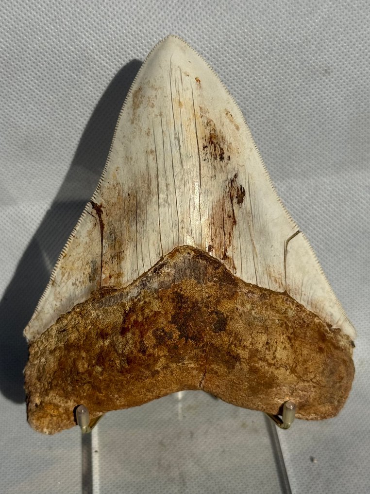 Megalodon - Fossil tooth - Carcharocles megalodon - 13.1 cm #2.1