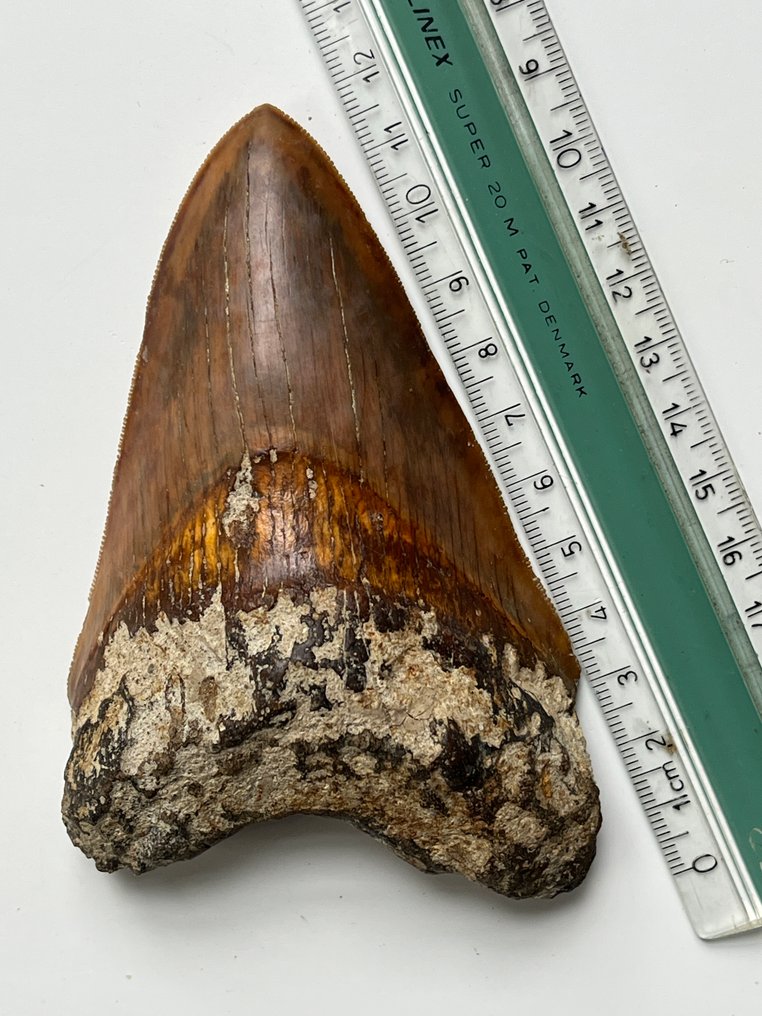 Megalodon fog 11,8 cm - Fosszilis fog - Carcharocles megalodon #3.2