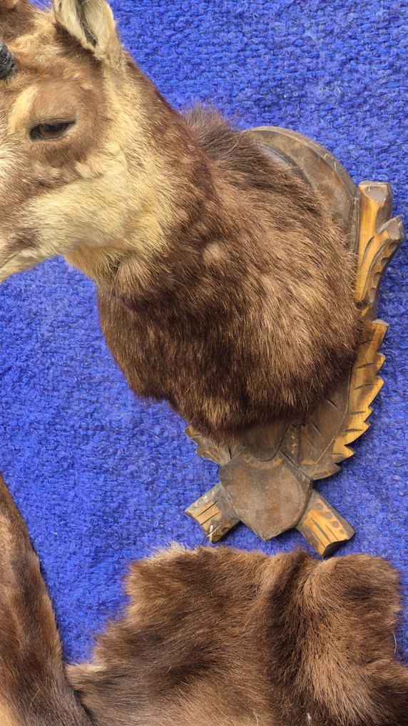 Camoscio Allestimento tassidermico a parete - Rupicapra rupicapra - très grande femelle adulte - avec une grande peau d'un spécimen adulte - - 120 cm - 72 cm - 48 cm - Specie non CITES #3.2