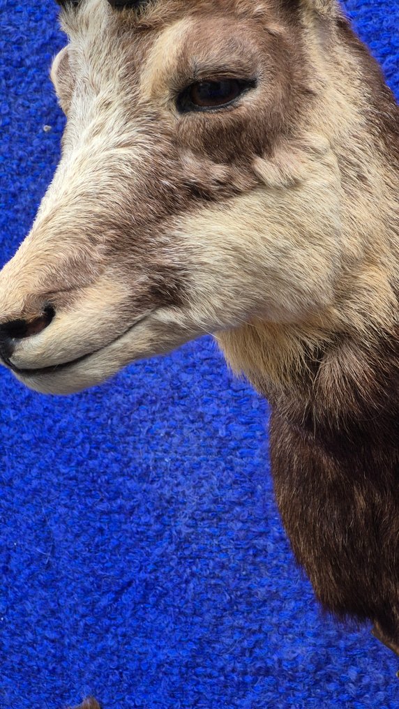 Camoscio Allestimento tassidermico a parete - Rupicapra rupicapra - très grande femelle adulte - avec une grande peau d'un spécimen adulte - - 120 cm - 72 cm - 48 cm - Specie non CITES #4.3