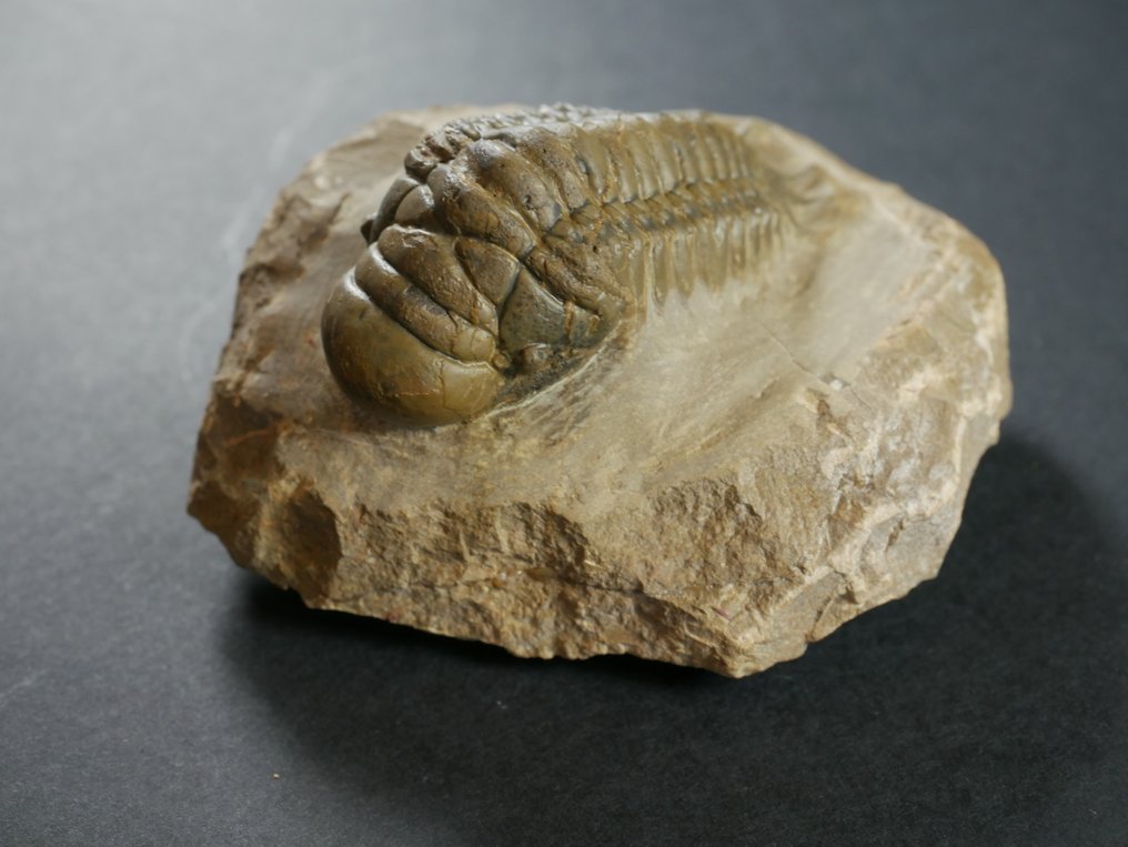 Trilobite - Animale fossilizzato - Crotalocephalina gibbosa - 8.5 cm #1.0