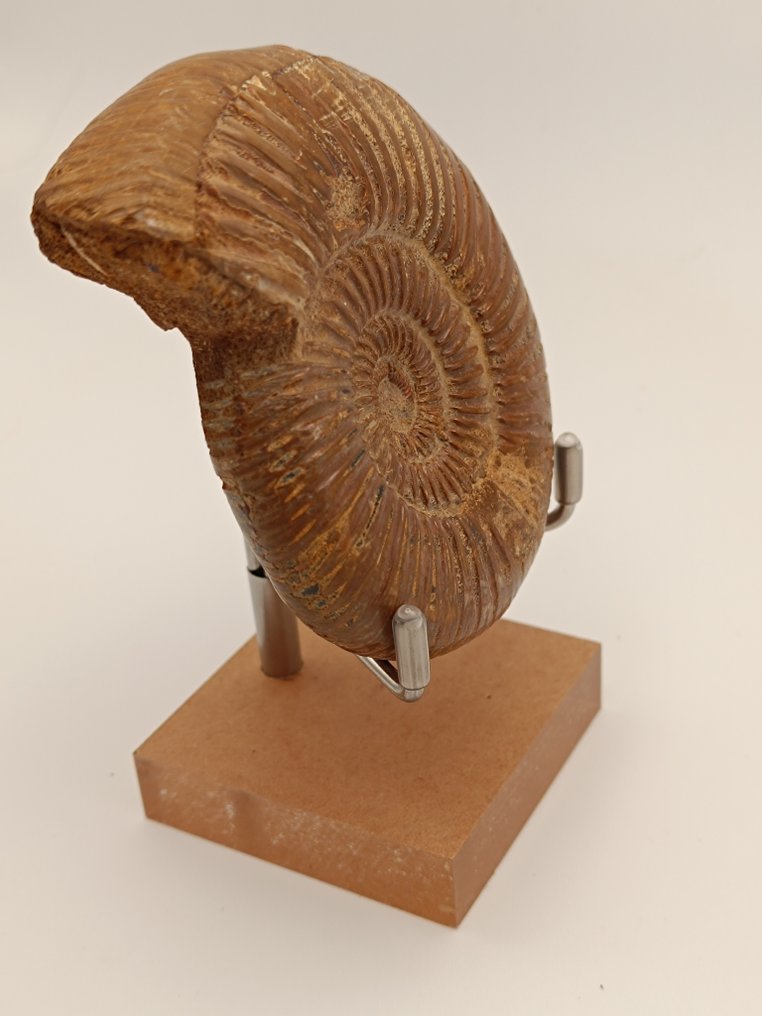 Ammonit - Forstenet dyr - Perisphinctes (Ingen mindstepris) #2.1