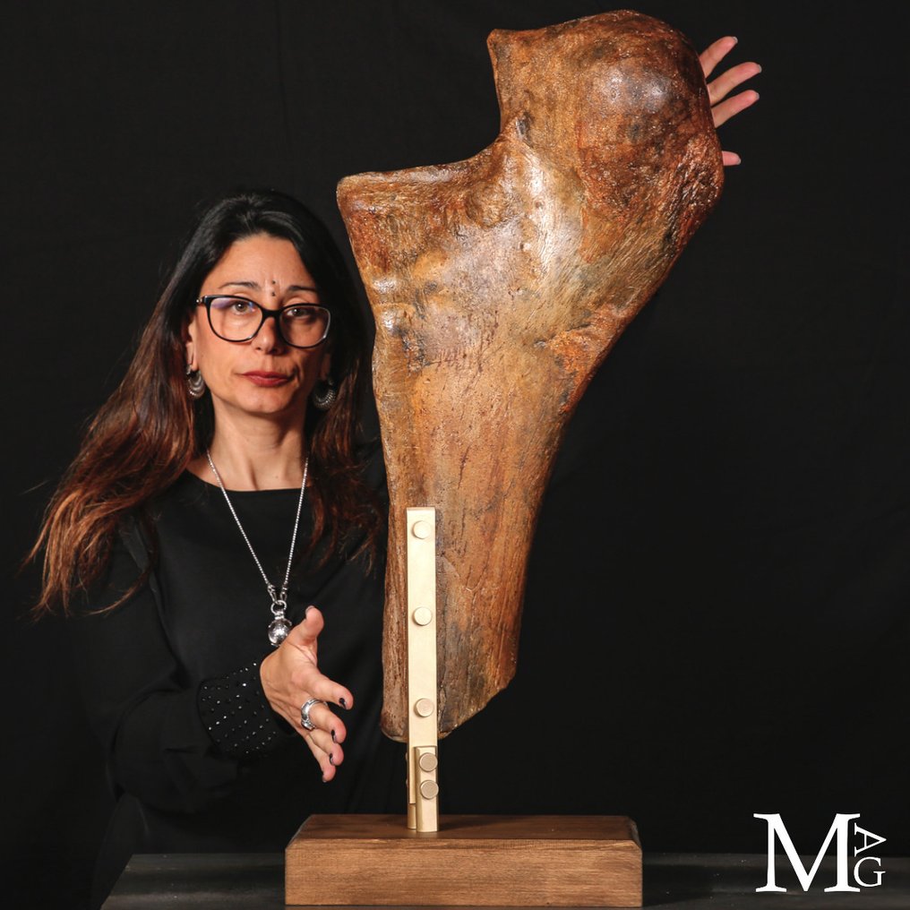 Fossil > Woolly Mammoth "Mammuthus primigenius" A beautiful fossil femur of a Woolly Mammoth. - Height: 760 mm - Width: 300 mm- 13672 g #4.3