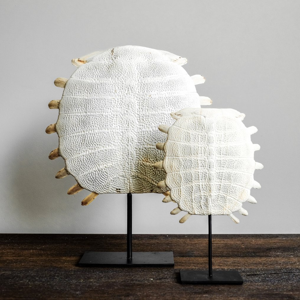 NO RESERVE PRICE - Stunning Chinese Soft-Shell Turtle Carapace on a custom stand - Bone - Pelodiscus Sinensis - 31 cm - 20 cm - 7 cm- Non-CITES species -  (1) #4.3