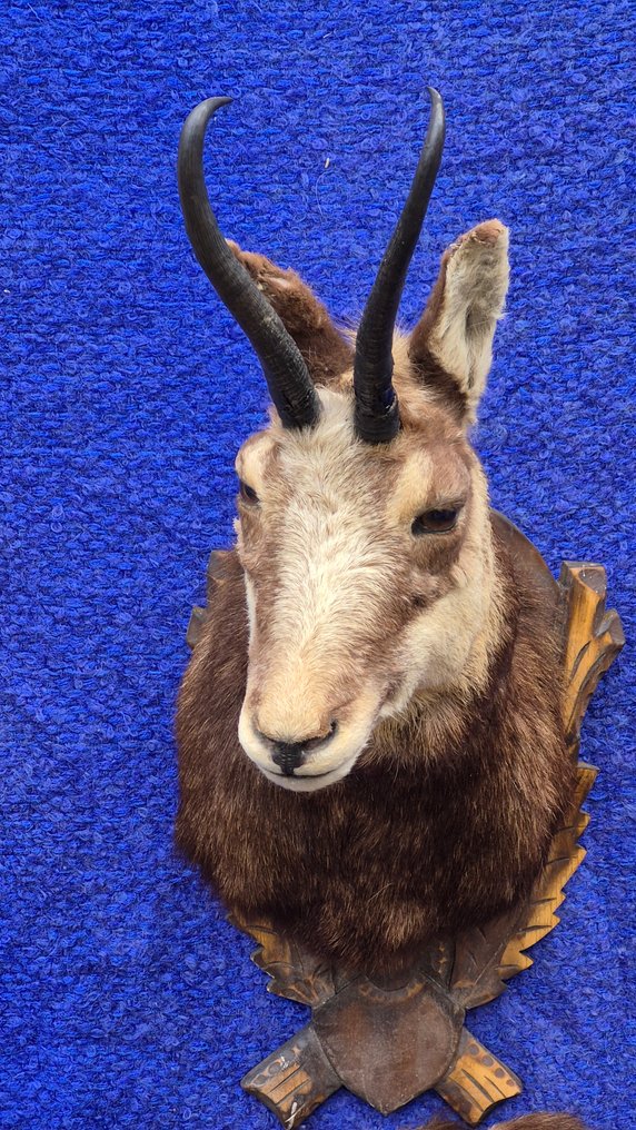 Camoscio Allestimento tassidermico a parete - Rupicapra rupicapra - très grande femelle adulte - avec une grande peau d'un spécimen adulte - - 120 cm - 72 cm - 48 cm - Specie non CITES #2.1