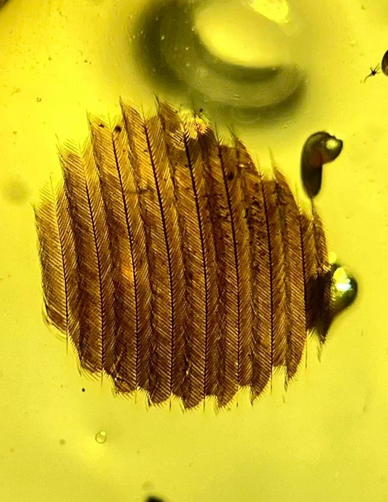 Rav - feather - 17 mm - 11 mm #1.0