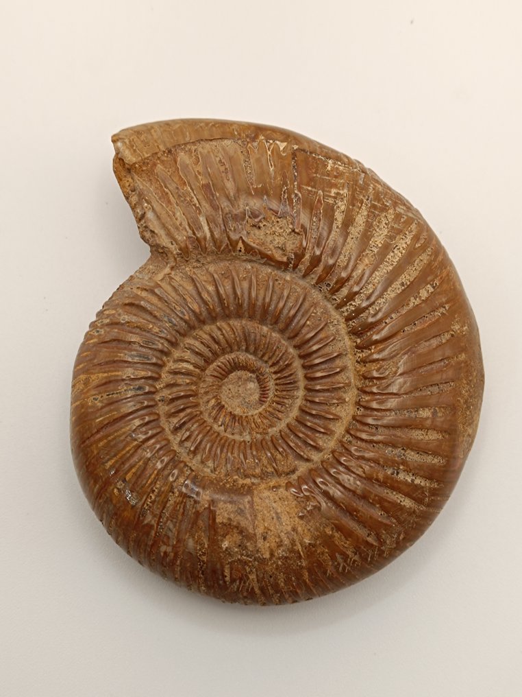 Ammonit - Forstenet dyr - Perisphinctes (Ingen mindstepris) #1.0
