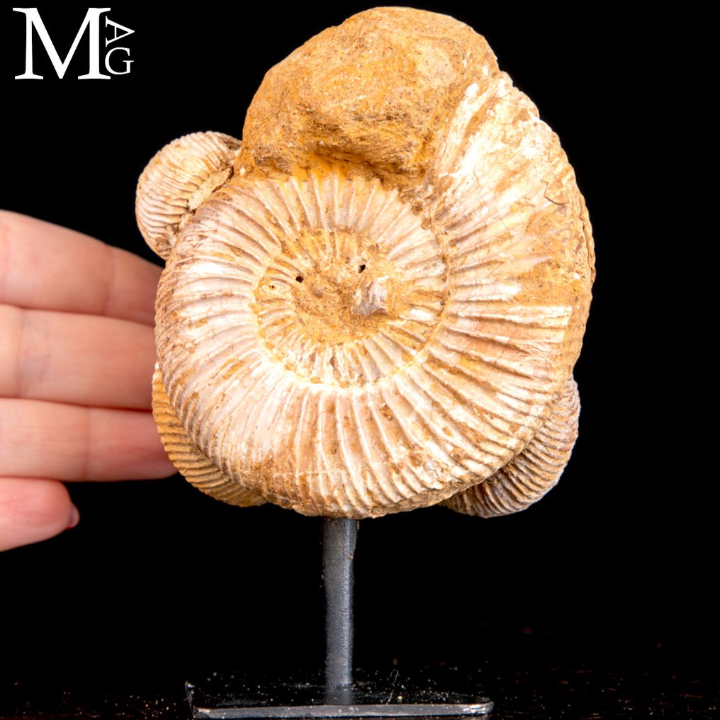 Faszinierende natürliche Formation - Fossiles Fragment - Gruppo naturale di ammoniti del genere Perisphinctes - 120 mm - 85 mm #1.0