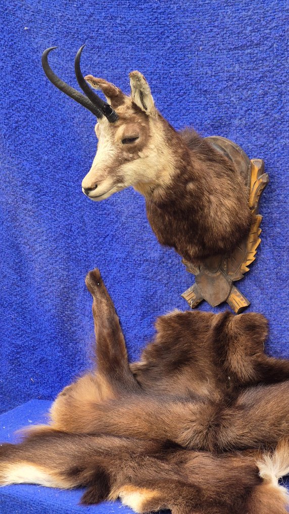 Camoscio Allestimento tassidermico a parete - Rupicapra rupicapra - très grande femelle adulte - avec une grande peau d'un spécimen adulte - - 120 cm - 72 cm - 48 cm - Specie non CITES #1.0