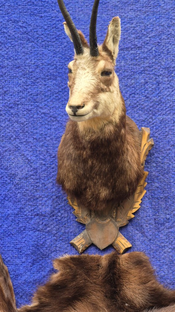 Camoscio Allestimento tassidermico a parete - Rupicapra rupicapra - très grande femelle adulte - avec une grande peau d'un spécimen adulte - - 120 cm - 72 cm - 48 cm - Specie non CITES #1.0